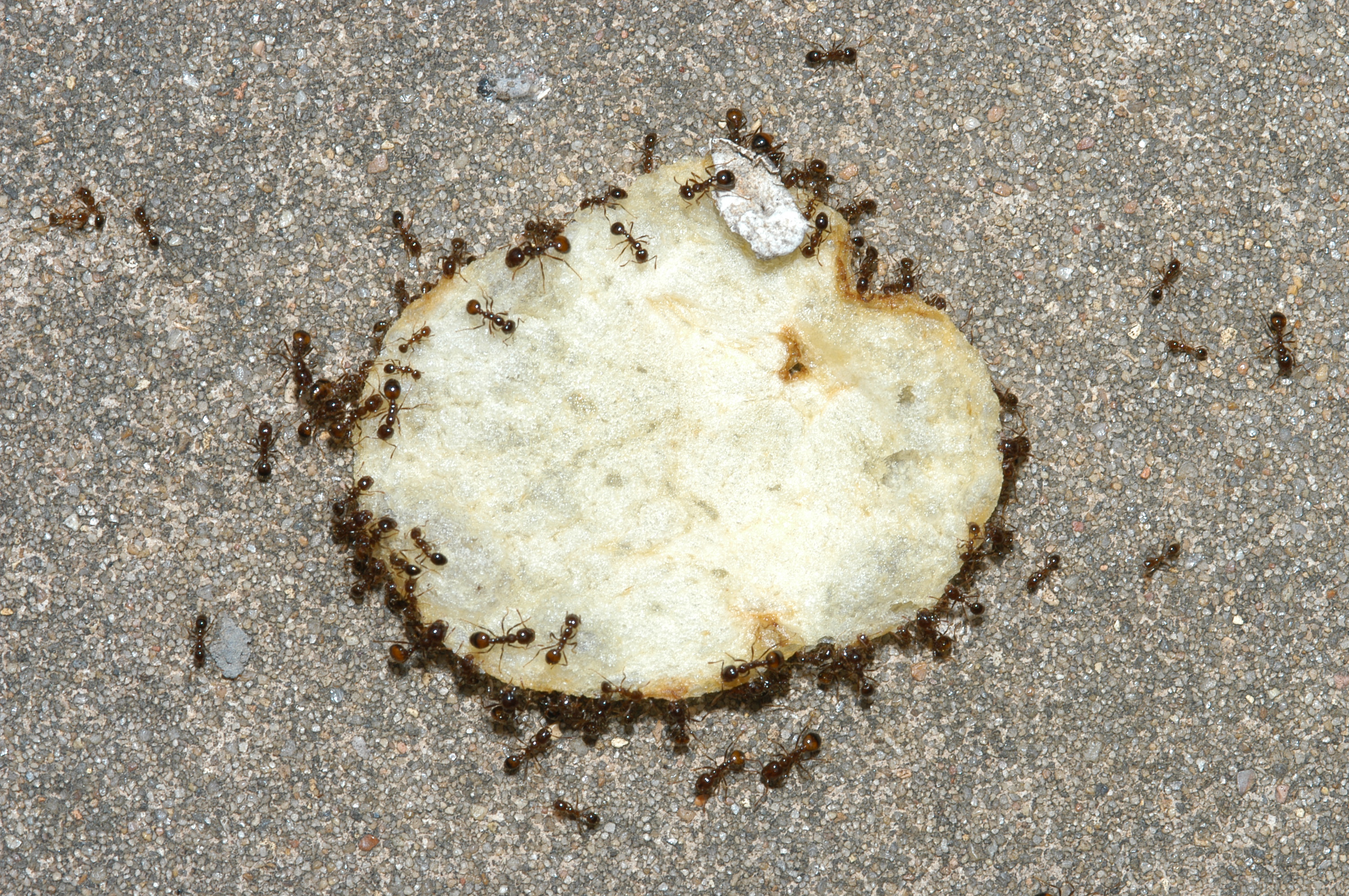 A potato chip with many ants crawling on and around it.